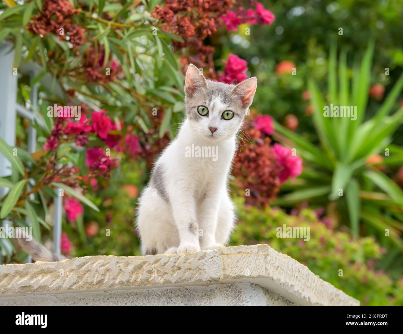 Carino gattino di gatto, bicolore blu-bianco, posando curiosamente su un muro in un giardino con fiori di Oleander, Grecia Foto Stock