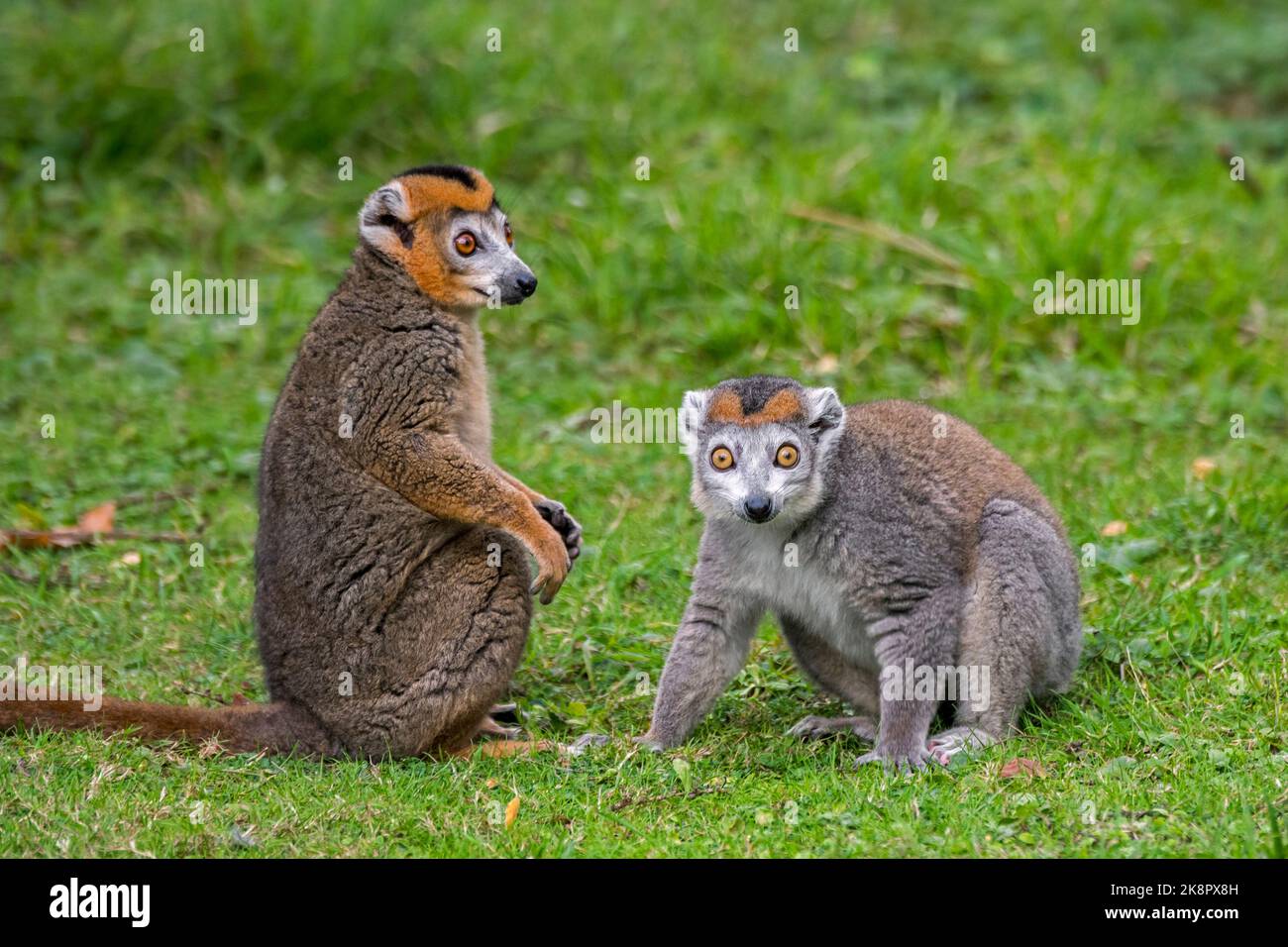 Coppia di lemuri incoronati (Eulemur coronatus / Lemur coronatus) maschi e femmine, primati originari della punta settentrionale del Madagascar, Africa Foto Stock