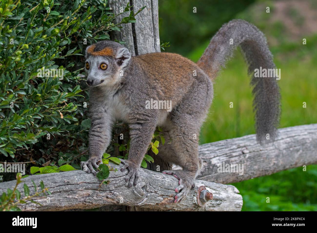 Lemur coronato (Eulemur coronatus / Lemur coronatus) in zoo, primate nativo alla punta settentrionale del Madagascar, Africa Foto Stock