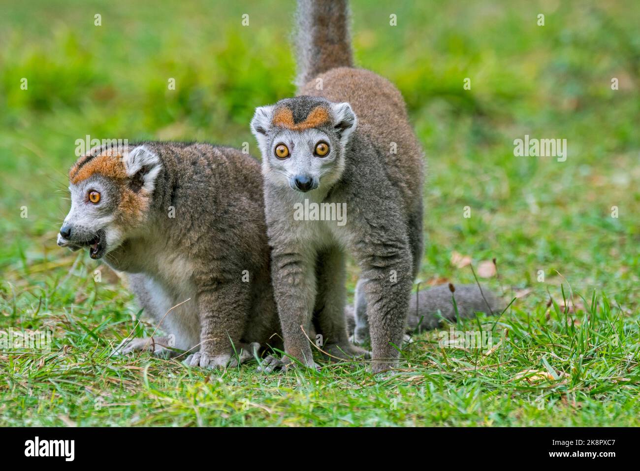 Coppia di lemuri incoronati (Eulemur coronatus / Lemur coronatus) maschi e femmine, primati originari della punta settentrionale del Madagascar, Africa Foto Stock