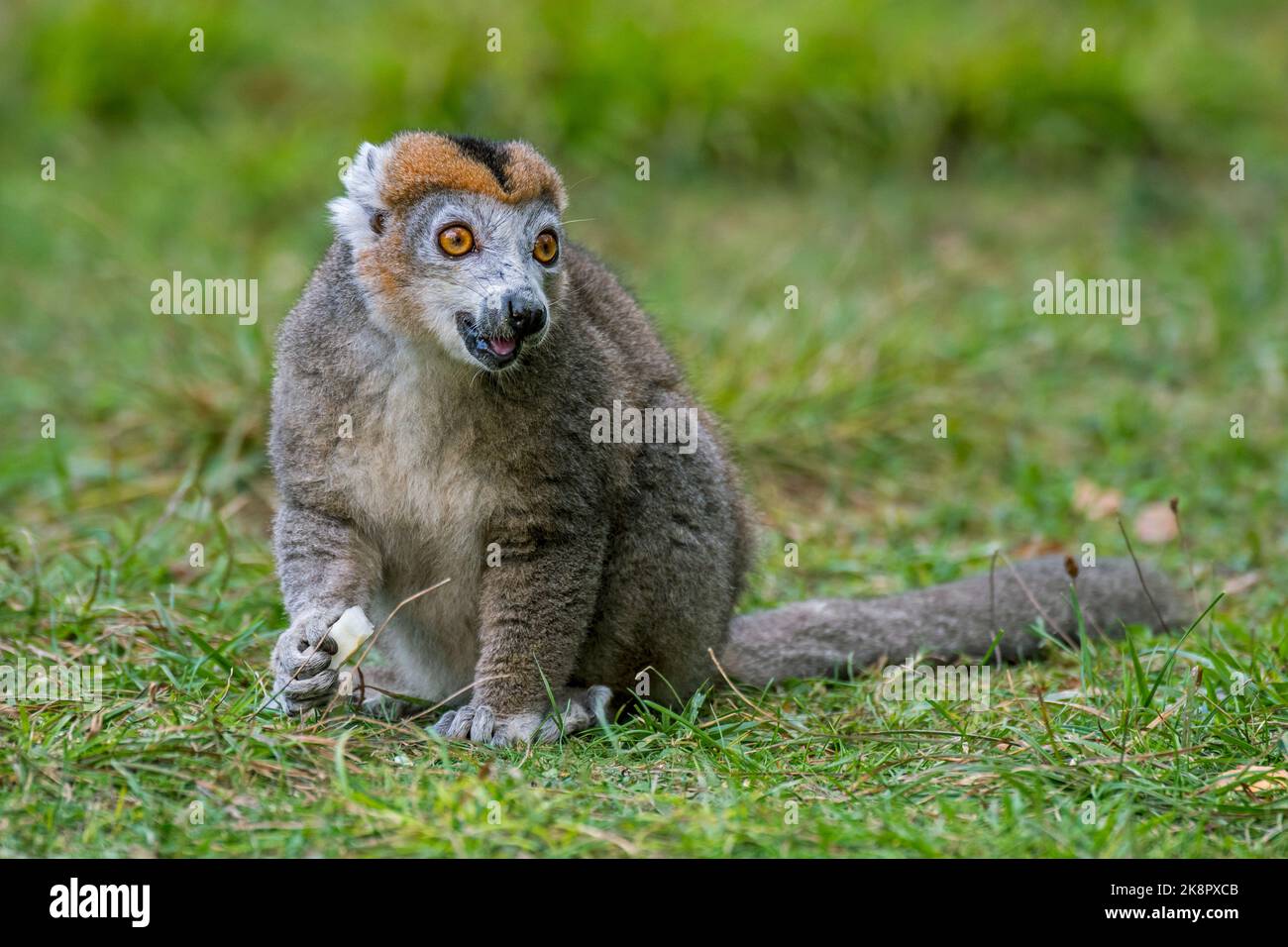 Lemur coronato (Eulemur coronatus / Lemur coronatus) in zoo, primate nativo alla punta settentrionale del Madagascar, Africa Foto Stock