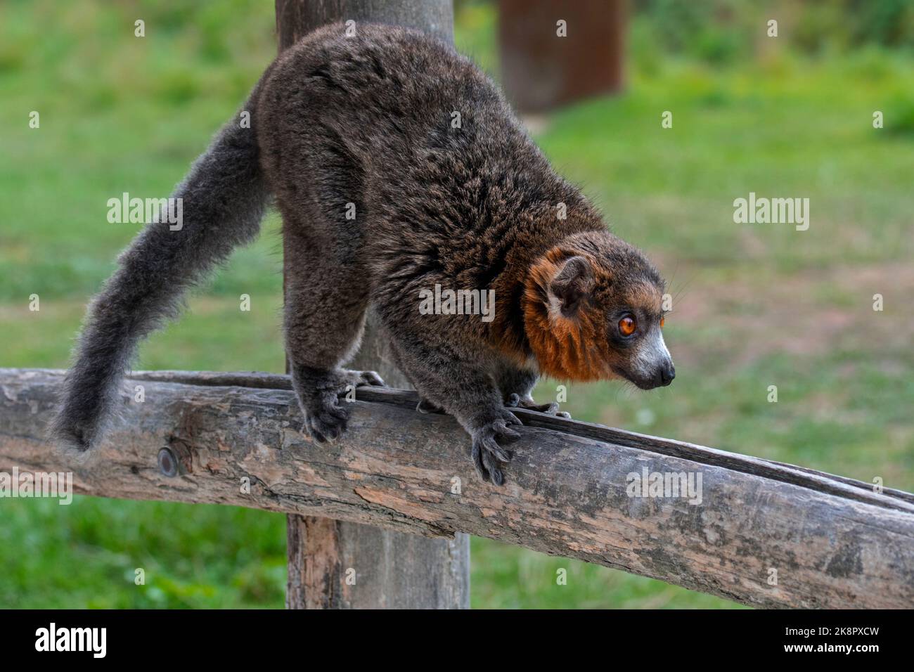 Mongoose lemur (Eulemur mongoz), piccolo primate nativo del Madagascar e introdotto alle isole Comore, Africa Foto Stock