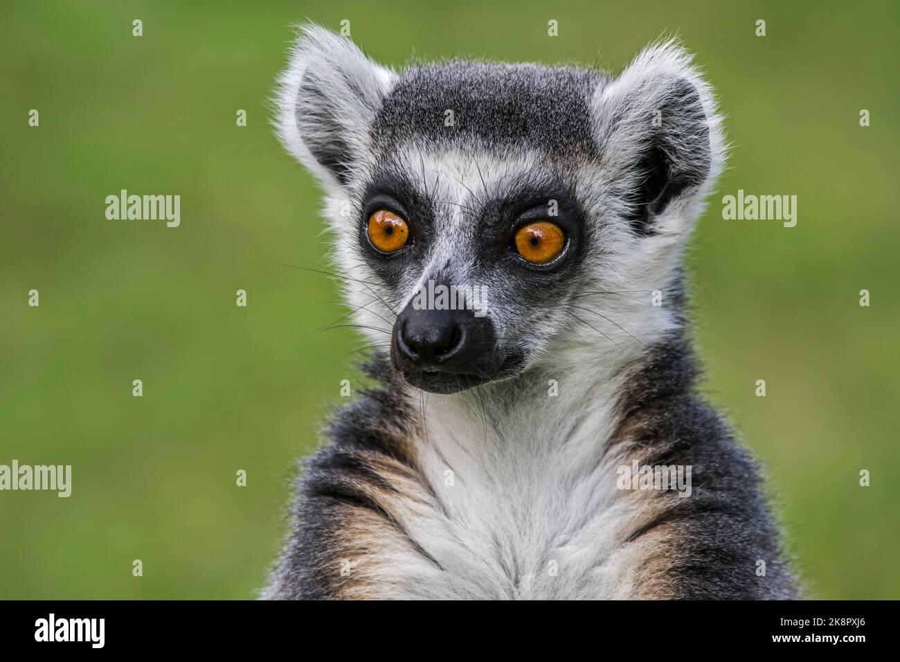 Ritratto close-up di lemur (Lemur catta) con coda ad anello, endemico primato in pericolo di estinzione sull'isola del Madagascar, Africa Foto Stock