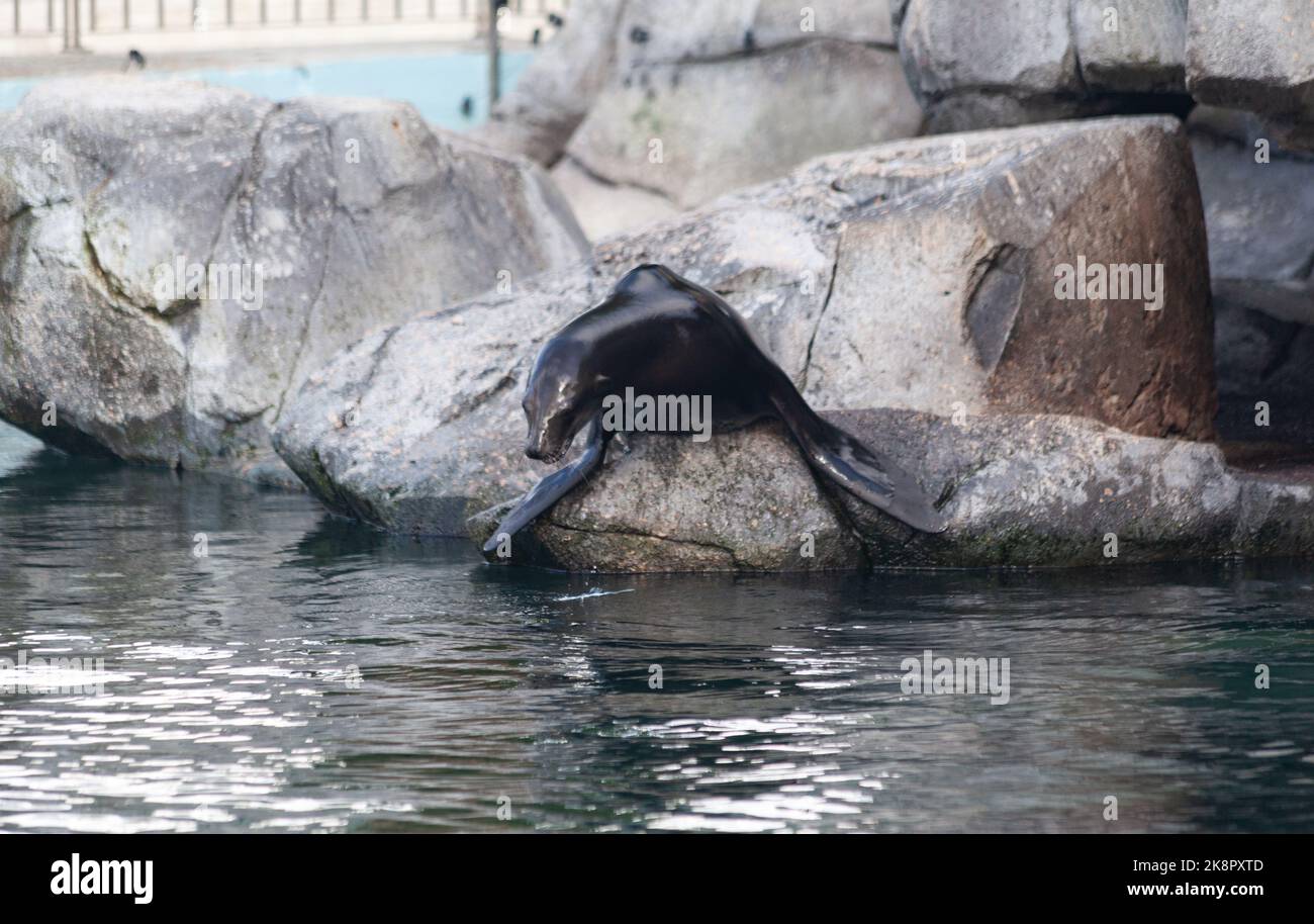 Una grande foca nera (Phoca vitulina) nell'acquario di Bergen, Norvegia Foto Stock