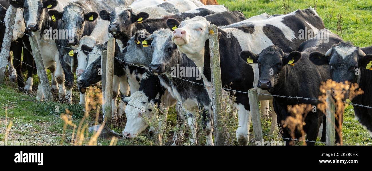 gruppo di giovani vacche di manzo contro una recinzione Foto Stock