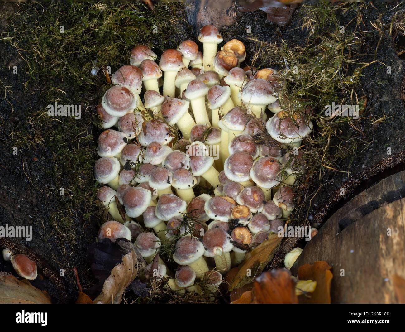 Funghi ciuffo di zolfo, annidati in un vecchio ceppo. Aka Hyfoloma fasciculare. Foto Stock