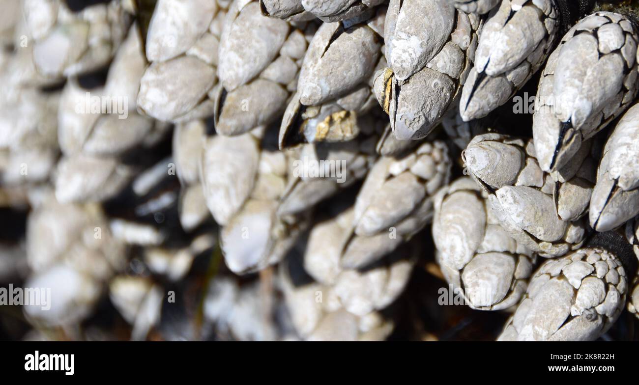 Barnacles dell'oca Foto Stock