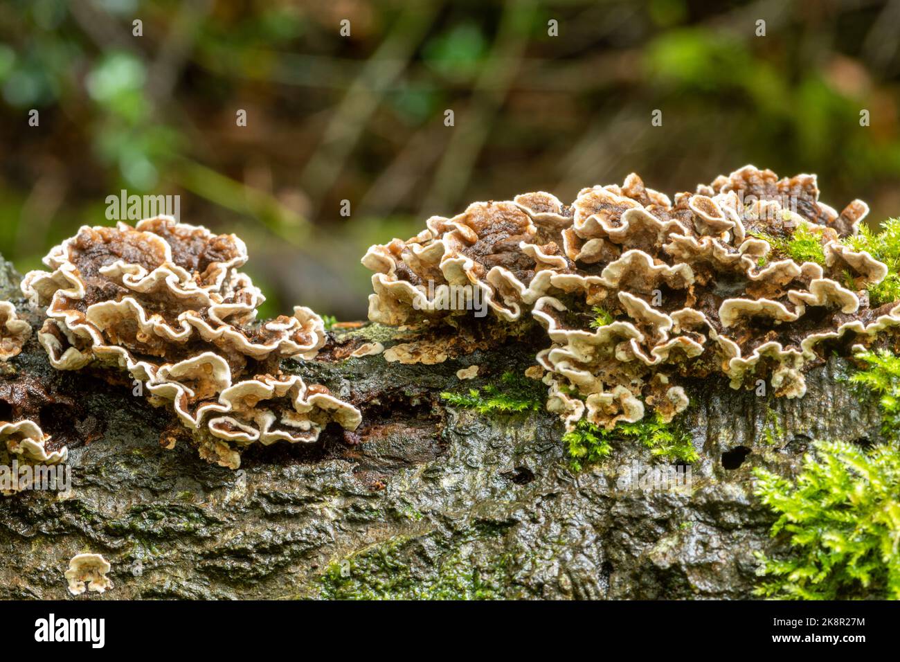 Stereum hirsutum, chiamato anche falsa coda di tacchino e crosta di tenda pelosa, fungi staffa sul tronco di albero marcio caduto in legno, Inghilterra, Regno Unito, autunno Foto Stock