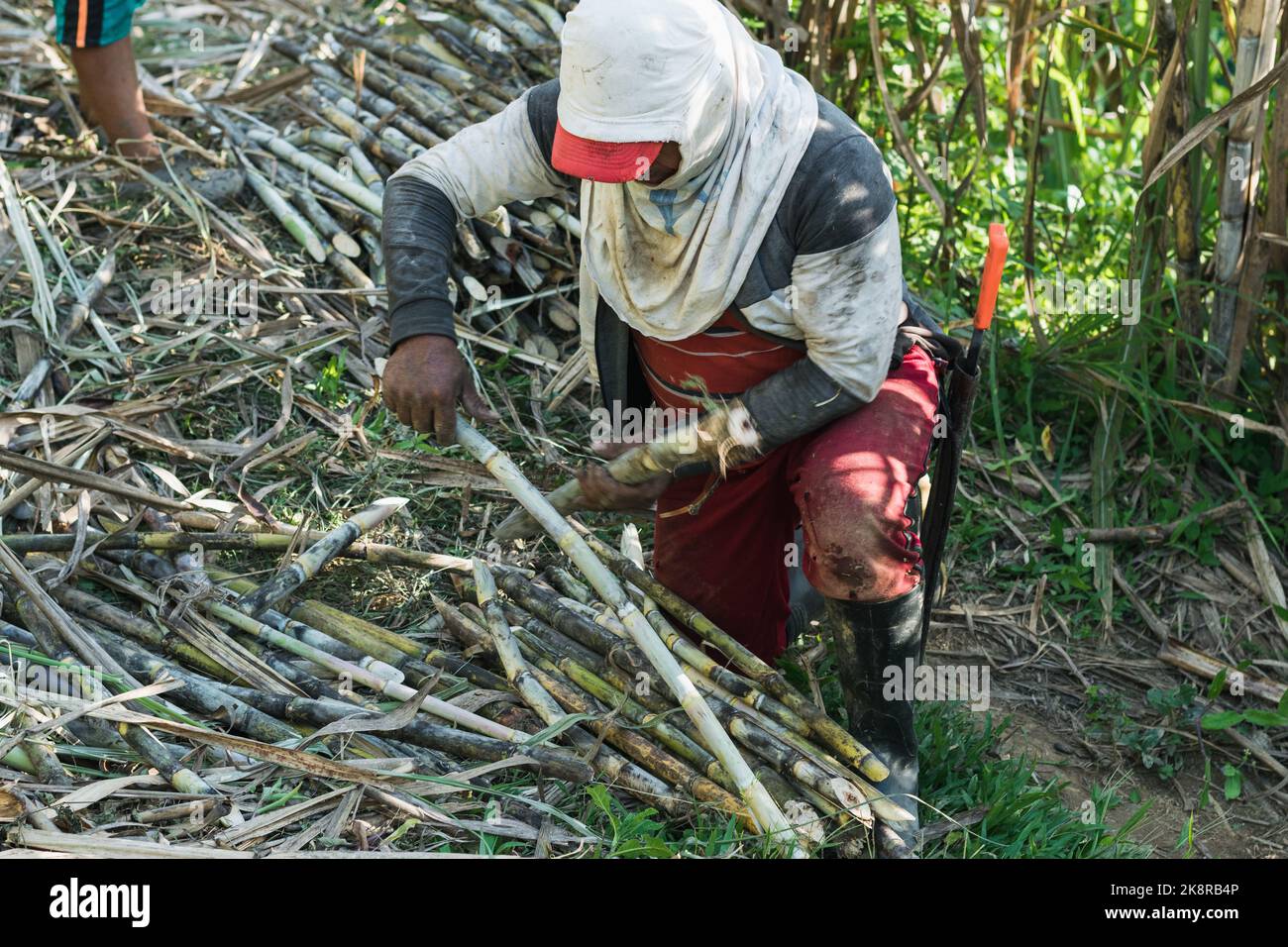 contadino latino, impastando sul terreno tenendo le canne da zucchero per impaccarle e trasportarle al zuccherificio. lavorando il contadino con un coperchio Foto Stock