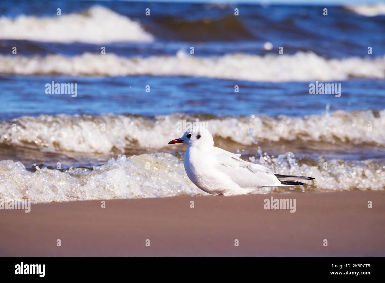 Un gabbiano bianco in mare che mangia pesce Foto Stock