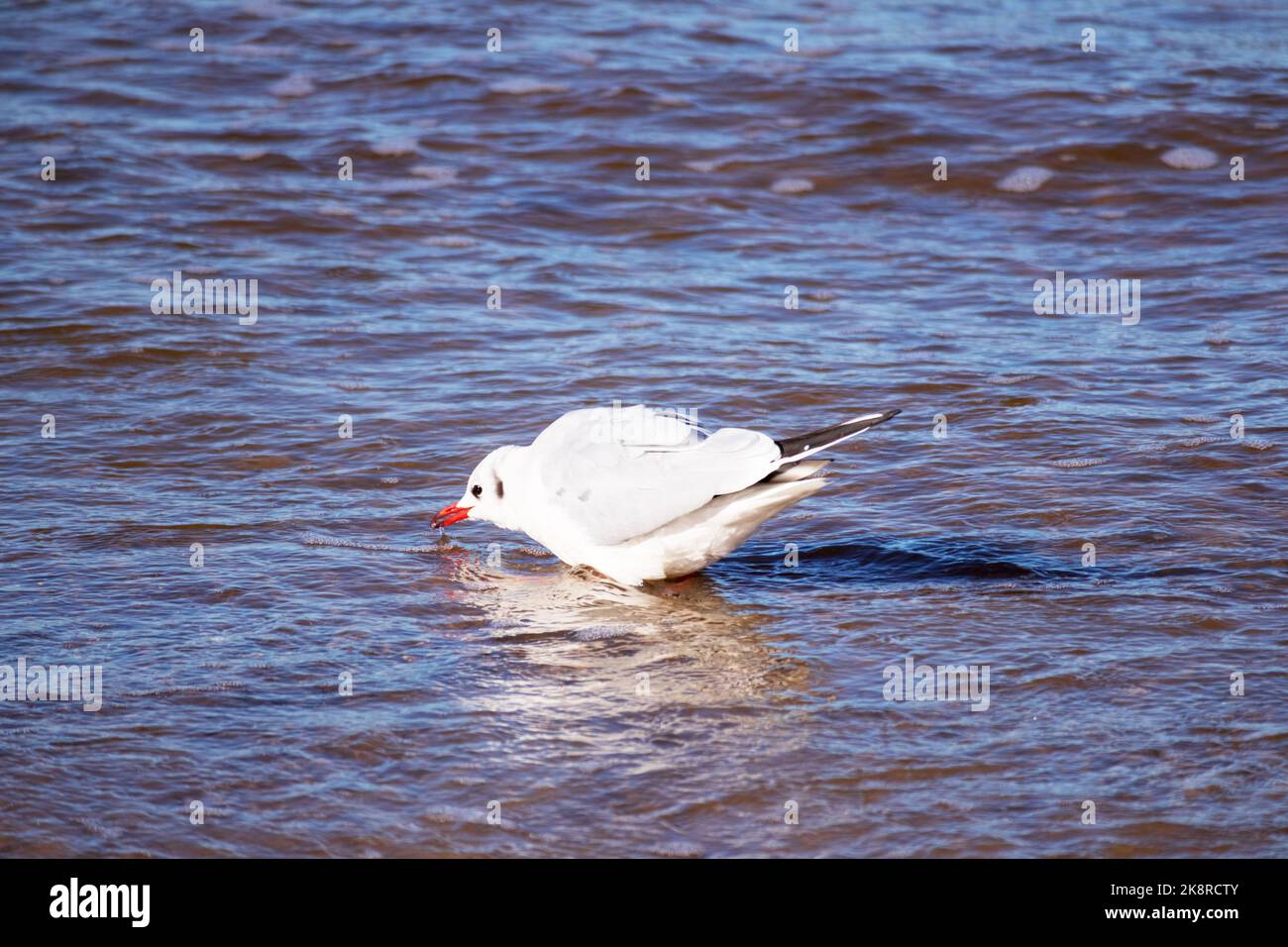 Un gabbiano bianco in mare che mangia pesce Foto Stock