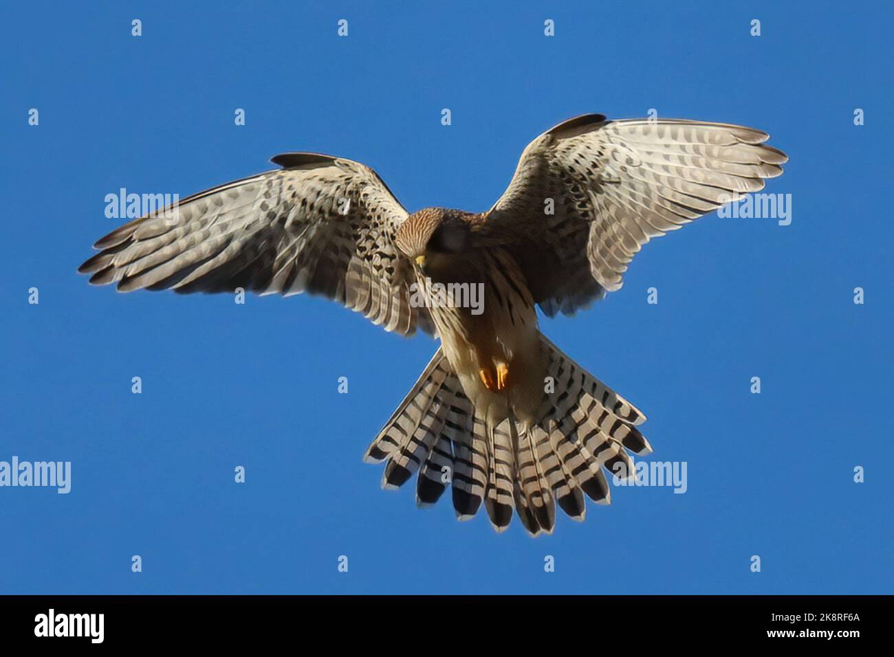 Donna Kestrel che si ribalta in cerca di preda Foto Stock