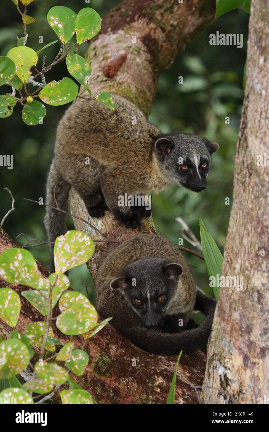 Giovane civetta di palma a tre righe (Arctogalidia trivigata) in habitat naturale, Borneo Foto Stock