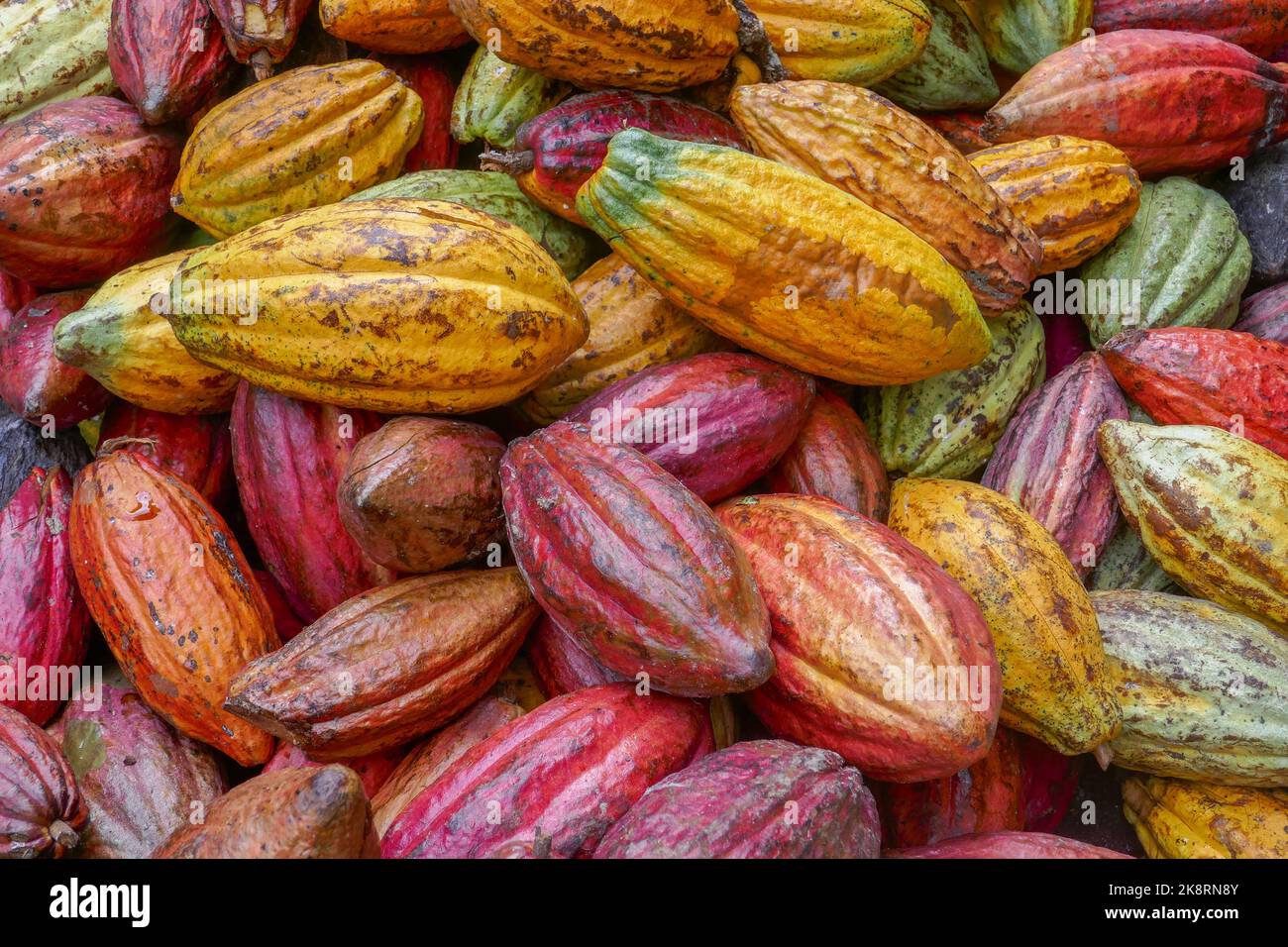 Vista in primo piano colorata di un mucchio di cialde di cacao dopo il raccolto, valle di Bada, parco nazionale di Lore Lindu, Sulawesi centrale, Indonesia Foto Stock