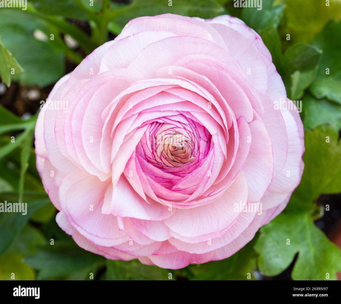 Rosa rosa in giardino Foto Stock