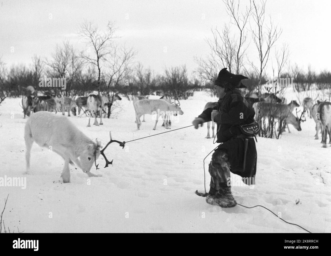 Karasjok 1952. La vita quotidiana dei Sami a Karasjok. Qui vediamo una stessa renna prigioniera con il lazo. Foto: Sverre A. Børretzen / corrente / NTB Foto Stock
