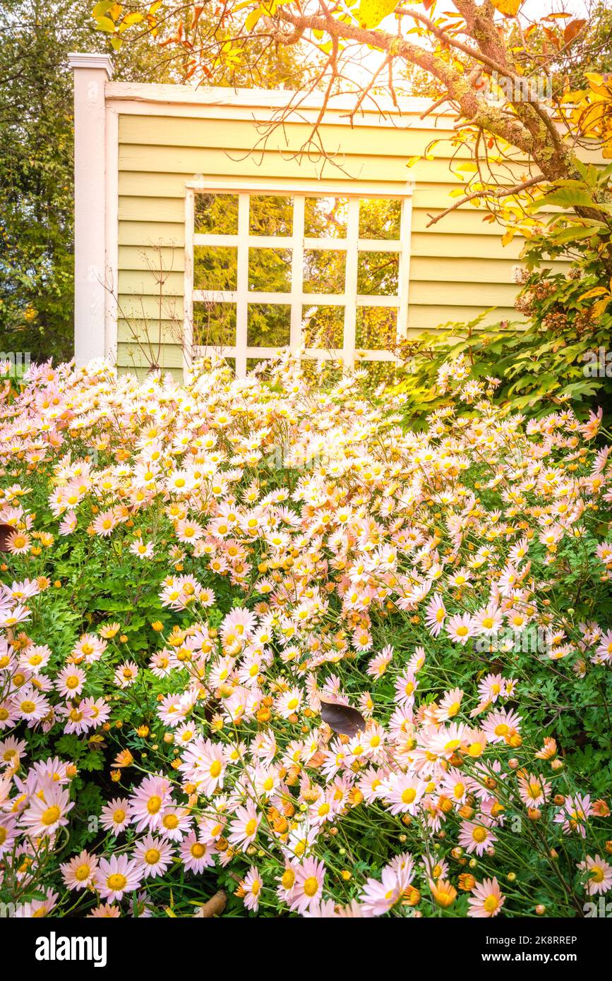 Fioritura margherite rosa in Lexington Arboretum in autunno Foto Stock