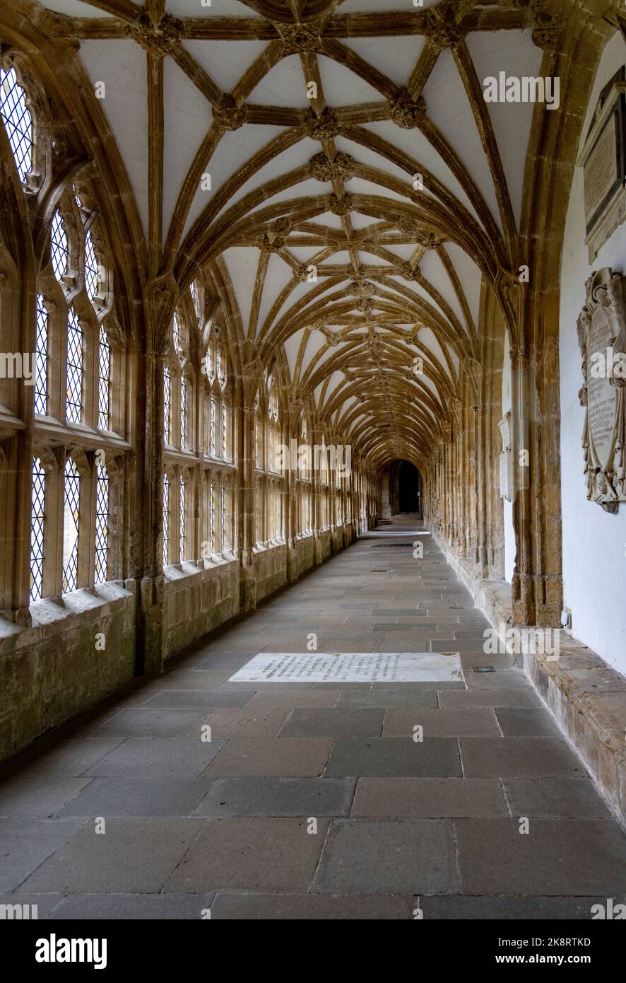 Vista lungo il chiostro che mostra la volta di lierne, la Cattedrale di Wells, Somerset, Inghilterra, Regno Unito. Foto Stock