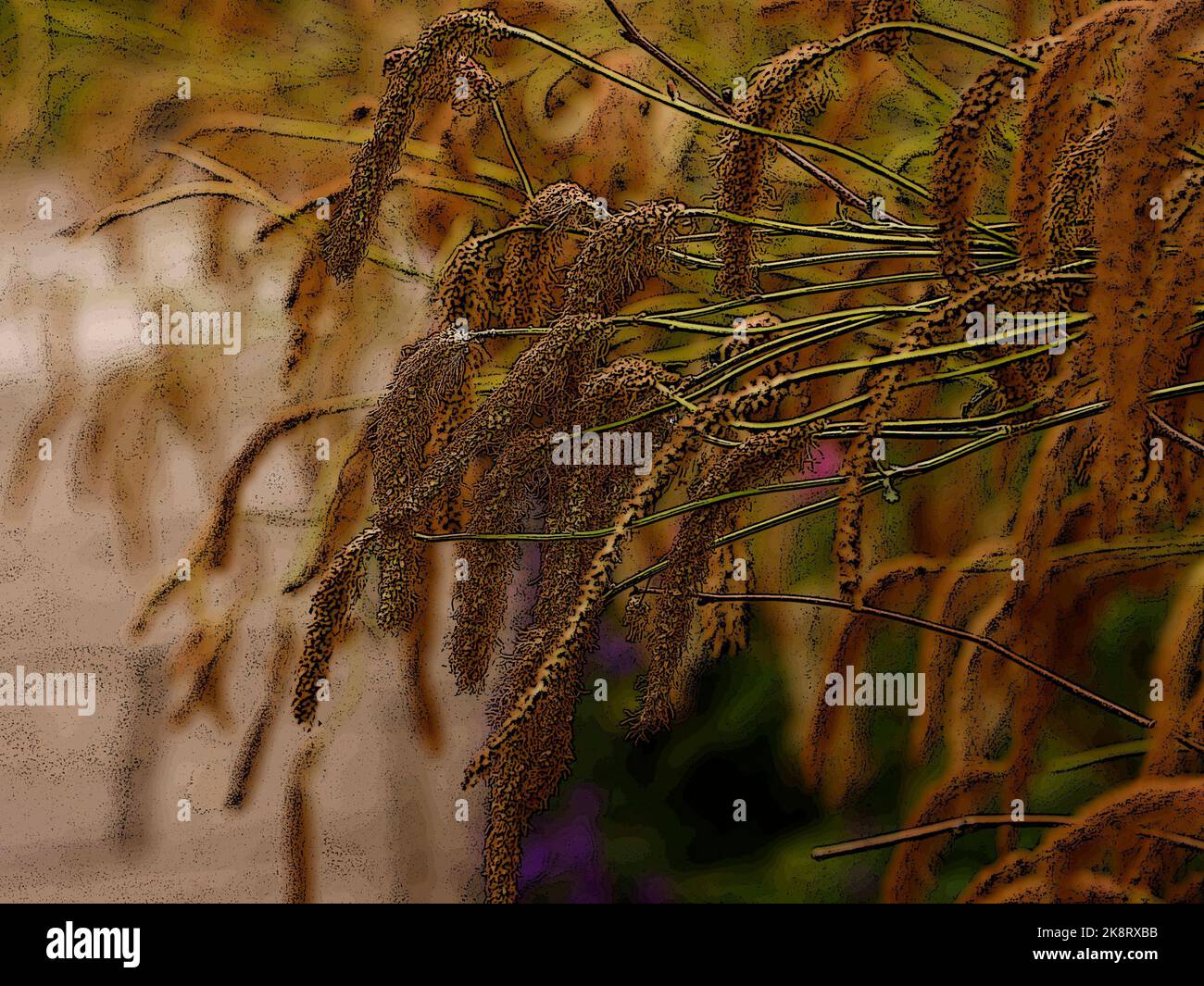 Illustrazione delle teste di semi marroni pendulose dello scoiattolo perenne erbaceo di Sanguisorba hakusanensis Lilac. Foto Stock