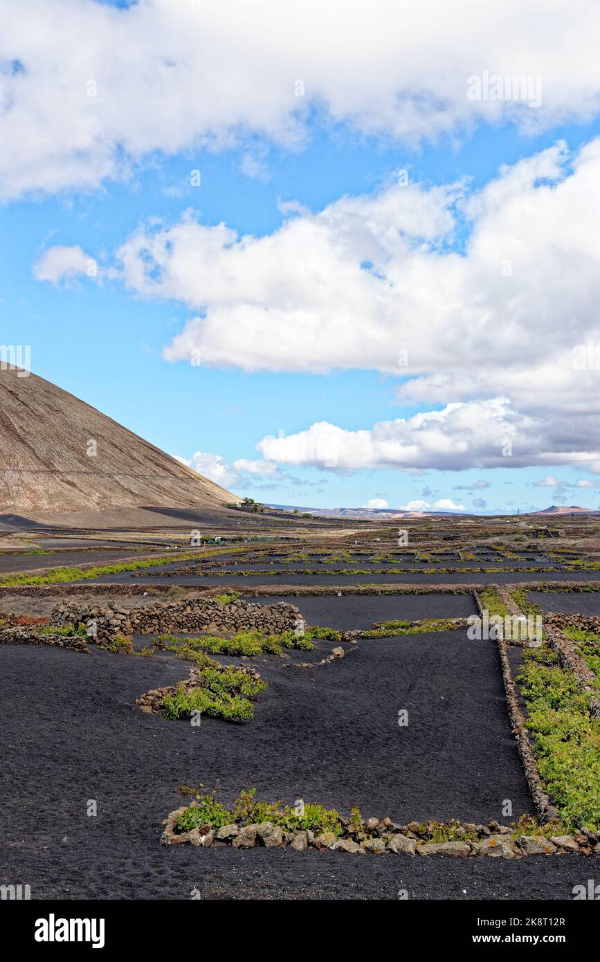 Vigneto di Lanzarote - vitigni che crescono in pozzi di lava per produrre vino locale, la Geria, Lanzarote, Isole Canarie, Spagna Foto Stock