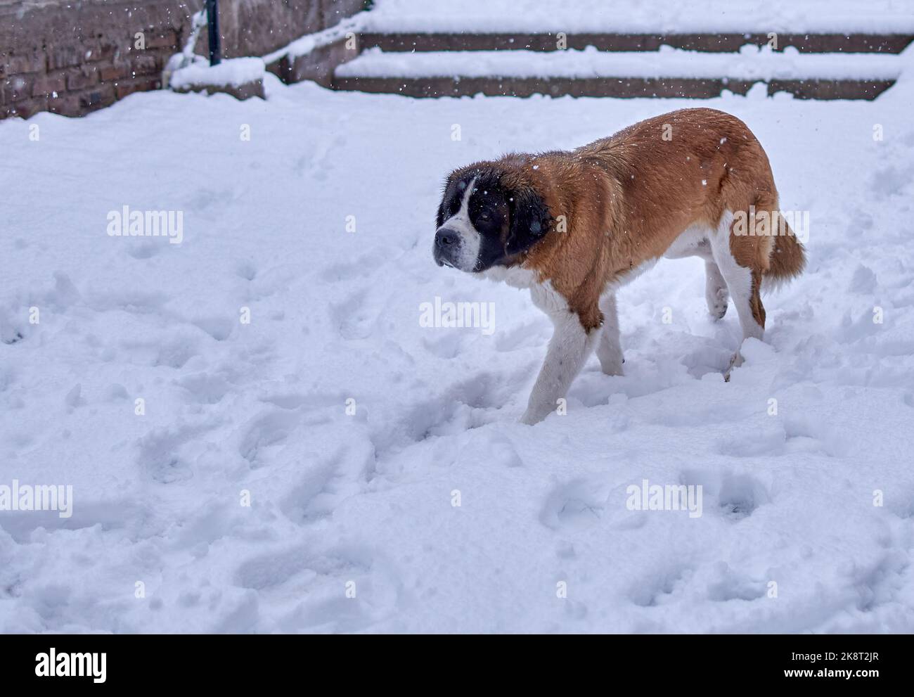 san bernardo cane isolato a piedi nella neve in Mendoza Argentina. Spazio di copia Foto Stock