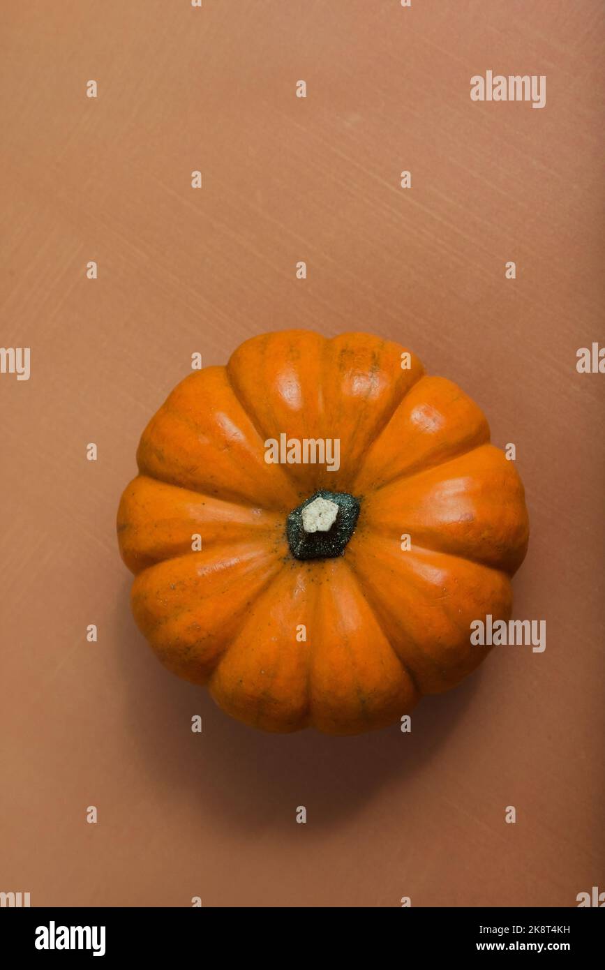 Una singola zucca in miniatura su una superficie arancione textured per il raccolto Halloween ottobre novembre arredamento casa Foto Stock