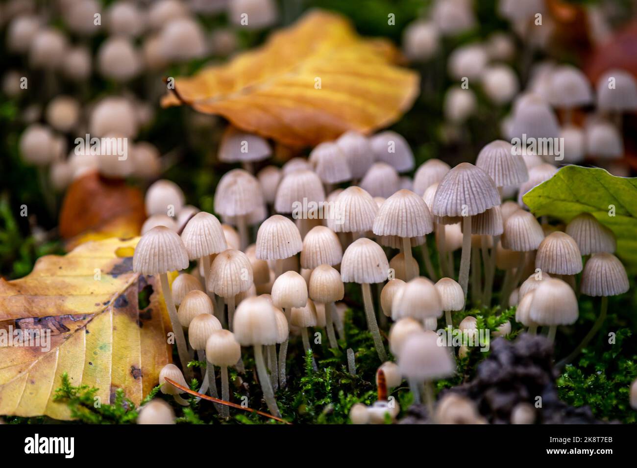 Coprinellus dissematus. Coprianetto fata. Cappuccio sbriciolabile per la trotatura. Gruppo di funghi con foglie in natura. Foto Stock