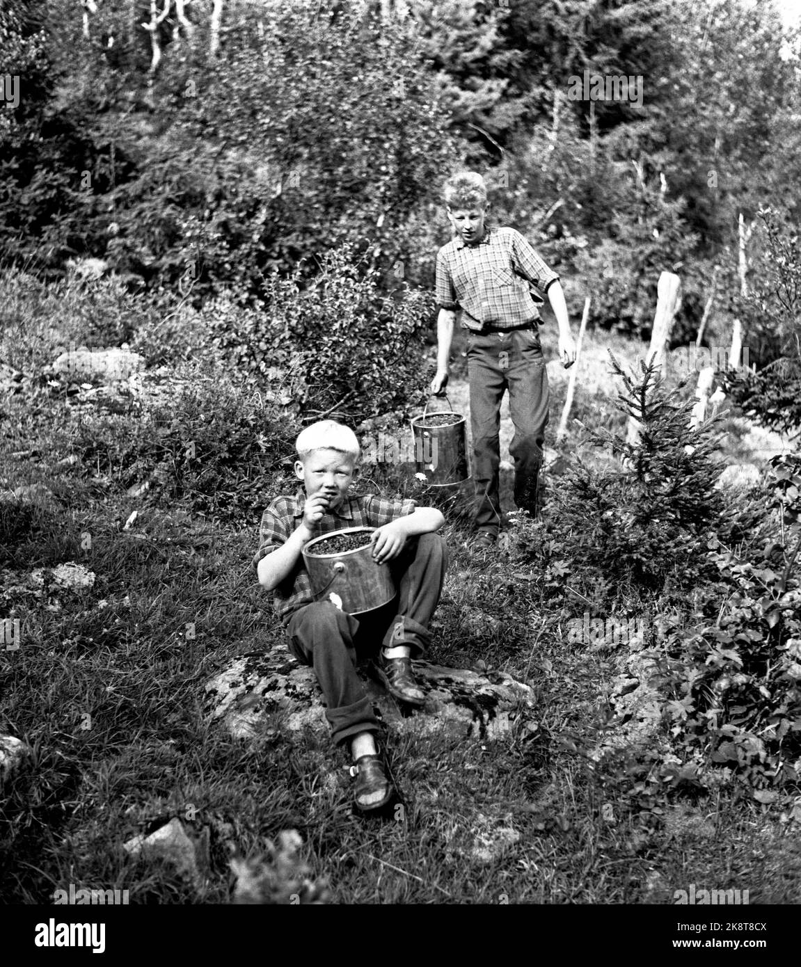 Flatdal in Telemark, agosto 1959. Fjellgården Ekre si trova a 600 metri sul livello del mare e in un terreno così accidentato che 'nessuno penserebbe che nessuno possa bu'. I figli della fattoria aiutano con il lavoro quotidiano e il cibo. Qui Bjarne (7) e Halvard (13) hanno raccolto grandi secchi pieni di bacche. Degustazione di Bjarne sapori sulle bacche. Foto: Aage Storløkken / corrente / NTB Foto Stock