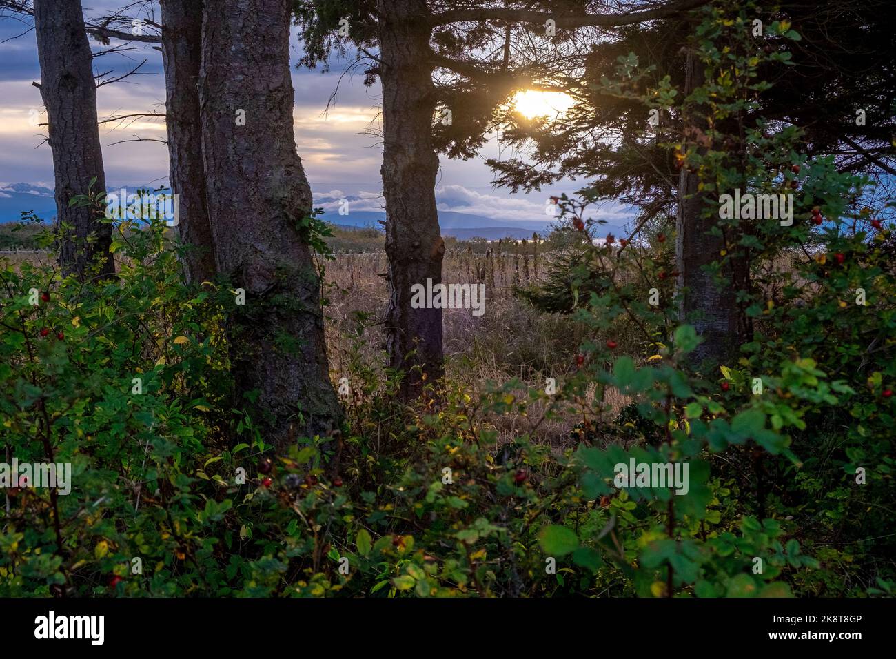 Paesaggio lungo Ebey's Trail, Admiralty Inlet Preserve, Whidbey Island, Washington Foto Stock
