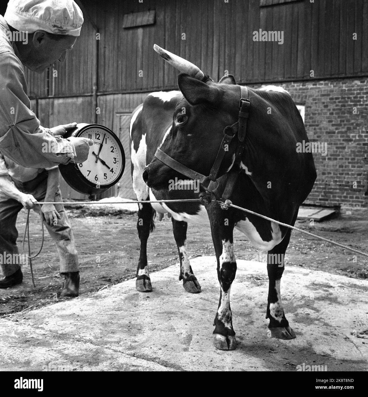 Oslo 19650425 la Norvegia introduce l'ora legale. Il fumatore Andreas Norvald mostra a Kua Gullko che ora è alle 4 del mattino, non importa quello che potrebbe pensare .. Foto: Erik Thorberg / NTB / NTB Foto Stock