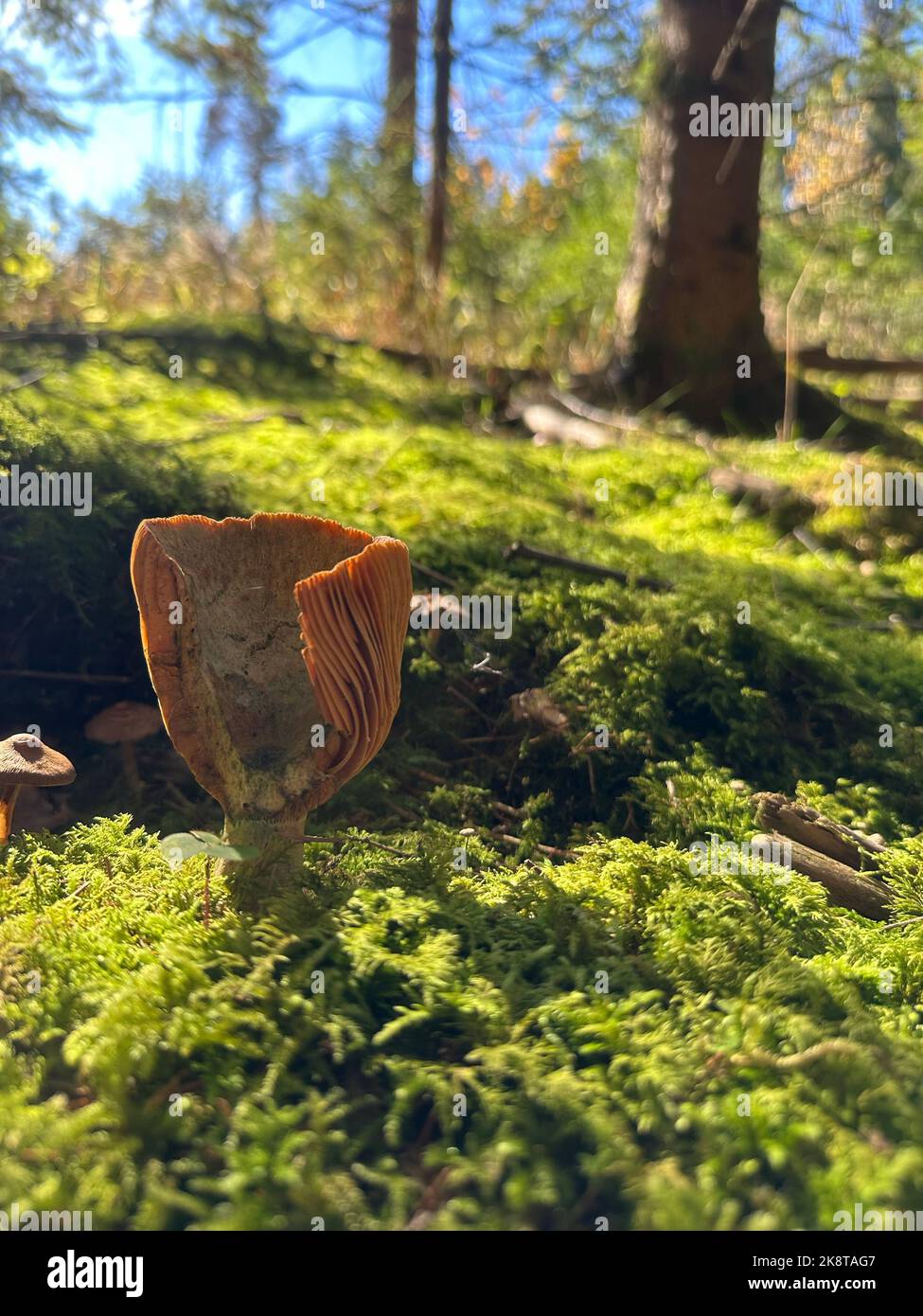 Un primo piano verticale del Lactarius deliciosus, del latte di zafferano o del fungo di pino rosso. Foto Stock