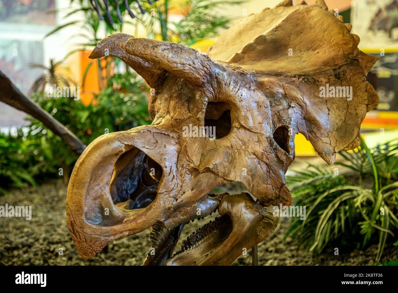 Cranio di Centrosaurine Ceratopsian, Sala dei dinosauri, Dinosaur Resource Center, Woodland Park, COLORADO, Stati Uniti d'America Foto Stock