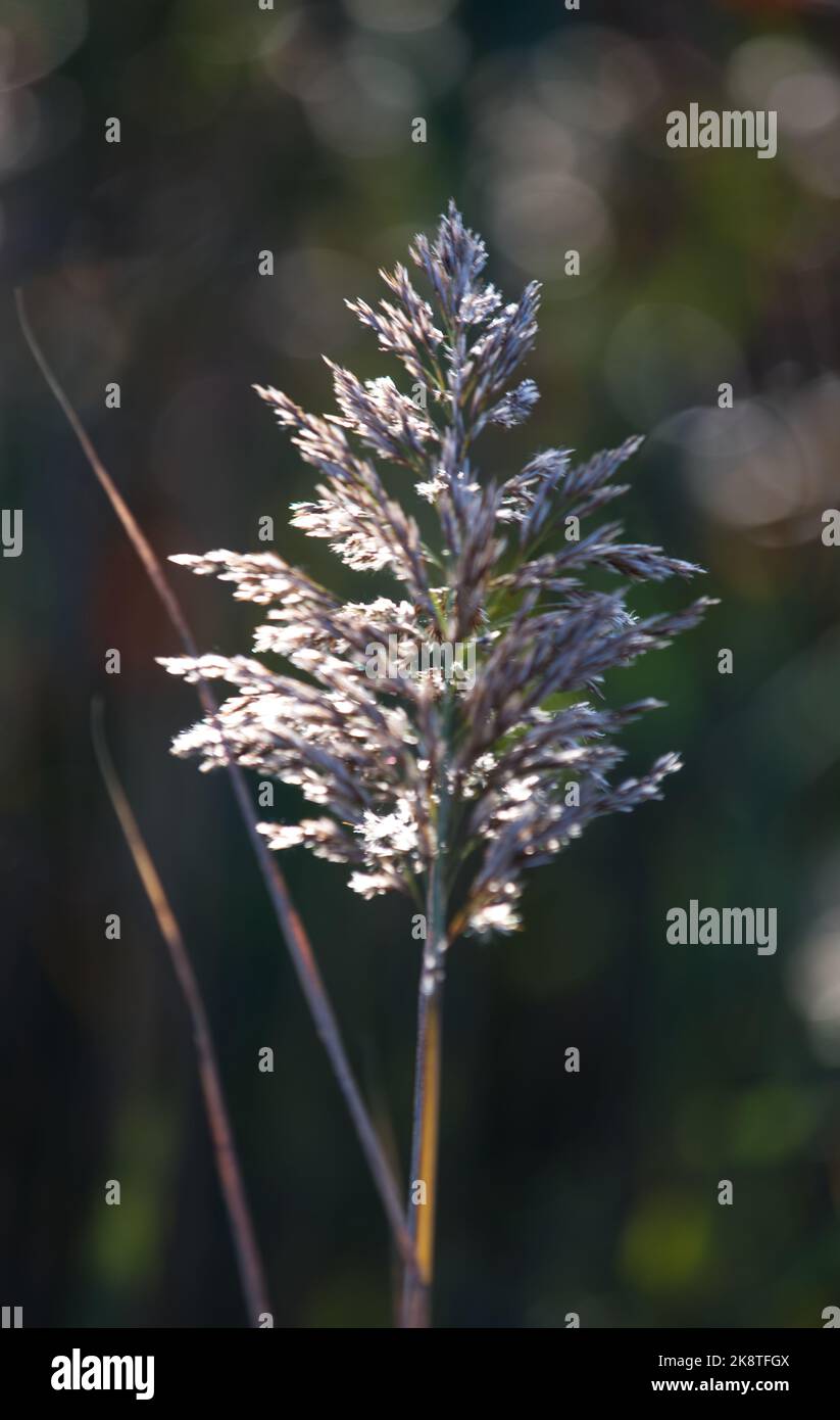 Nappina di Phragmite in una palude di Cape Cod, USA Foto Stock
