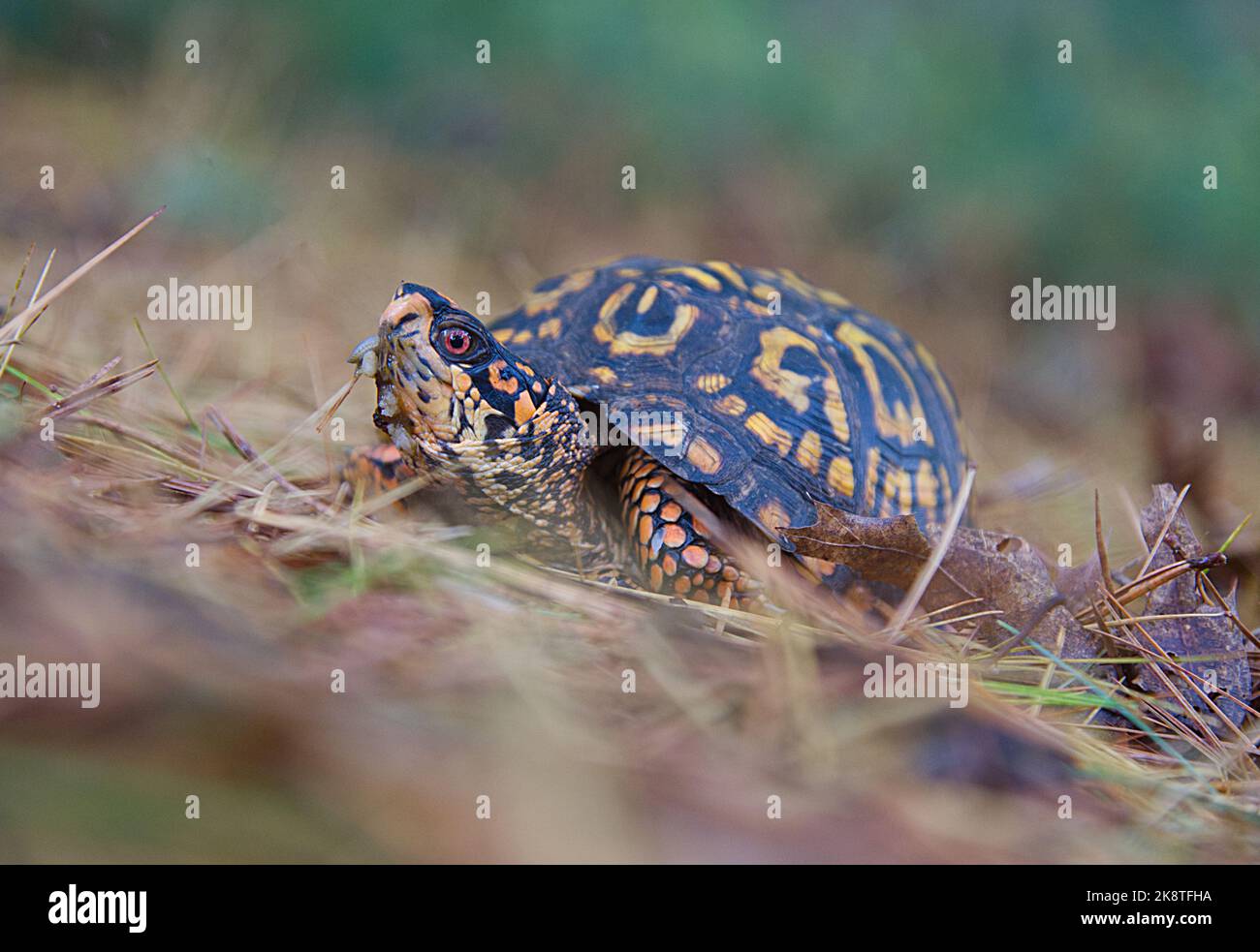 Una tartaruga di scatola orientale (Terrapene Carolina Carolina) fa il suo senso attraverso i boschi su Cape Cod, Stati Uniti Foto Stock