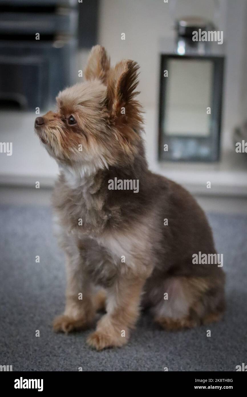 Carino cucciolo di cane morbido Foto Stock