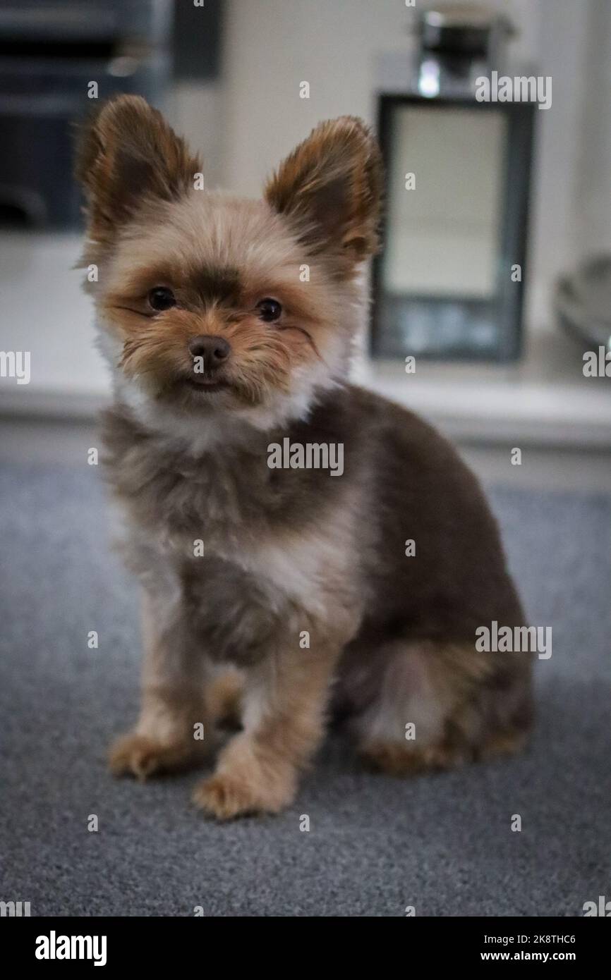 Carino cucciolo di cane morbido Foto Stock