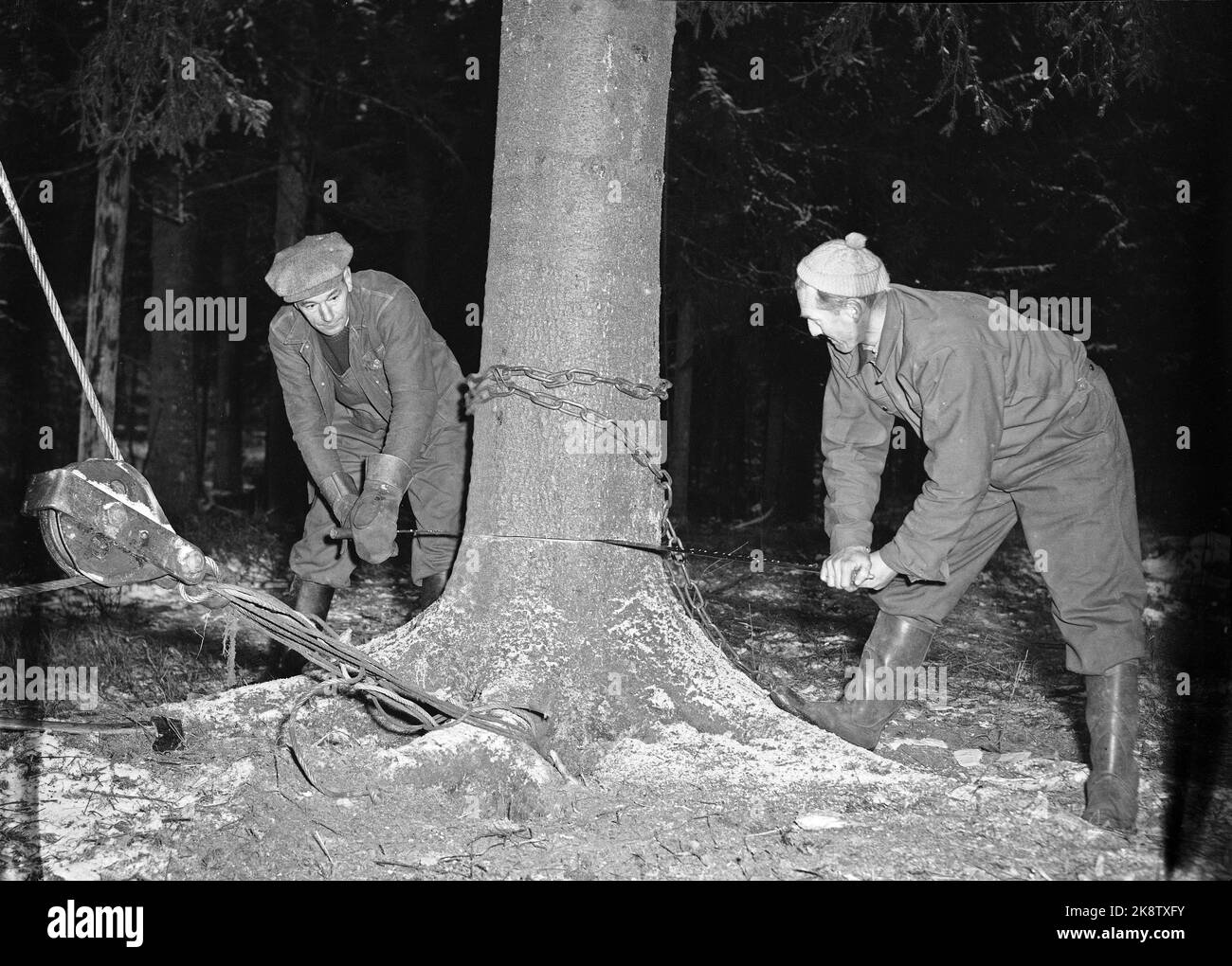 Oslo 19551130 l'albero di Natale che adornerà Trafalgar Square a Londra Hugge a Oslo Marka. Lavoratori forestali che lavorano con seghe a mano. L'albero è barbato con catena e filo di acciaio. Foto: NTB / NTB Foto Stock
