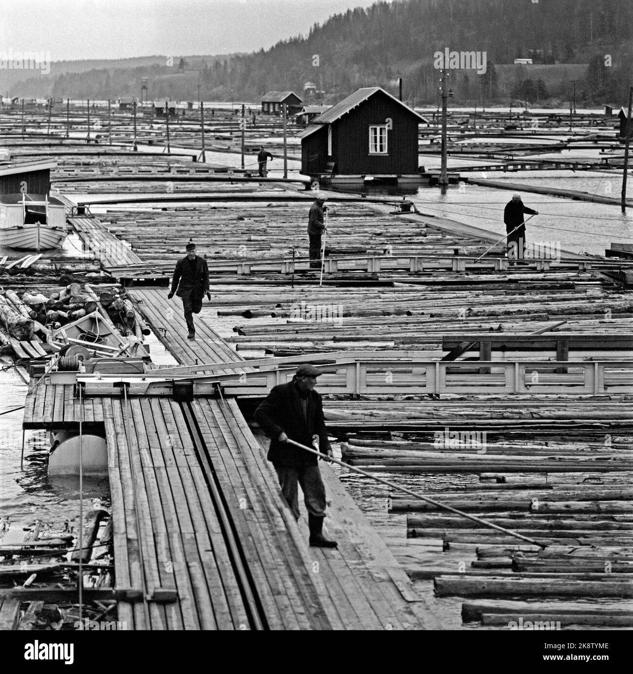 Glomma, a Glennetangen in Indre Østfold 19611001. Ecco una fabbrica galleggiante con zattere e 30-40 caserme, capannoni, case macchine e ponti. C'è un centro di raccolta e smistamento per Glomma Fellsfløterforening, con circa 10 milioni di tronchi. I lavoratori qui affaccano il legname in modo che i rimorchiatori possano farlo. Caduta di legname / galleggiante di legname. Foto: Aage Storløkken / corrente / NTB Foto Stock