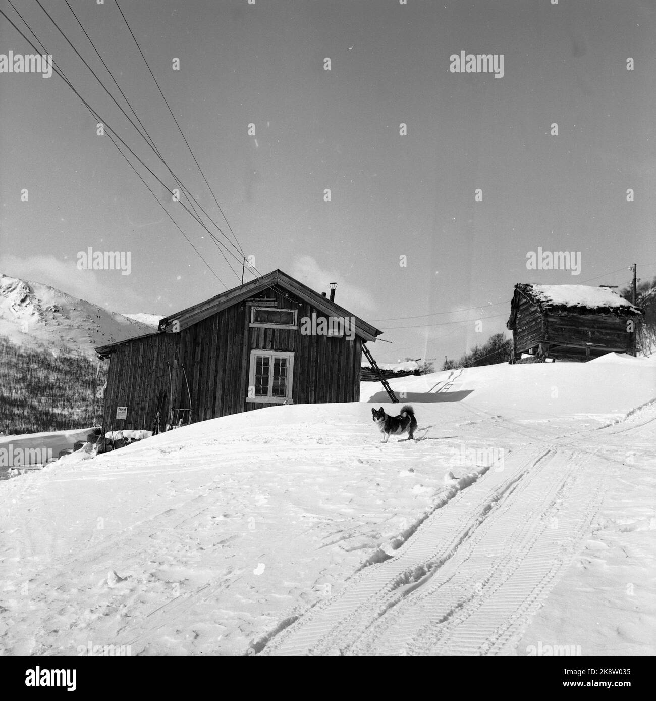 Argehovd a nord di Møsvatn, Hardangervidda. Marzo 1966. Åsmund Løvås (84) vive e gestisce la fattoria Argehovd lontano in Hardangervidda con i suoi due figli. La caccia e la cattura sono parte della loro vita quotidiana. Qui il loro cane, lupi. Foto: Aage Storløkken / corrente / NTB Foto Stock