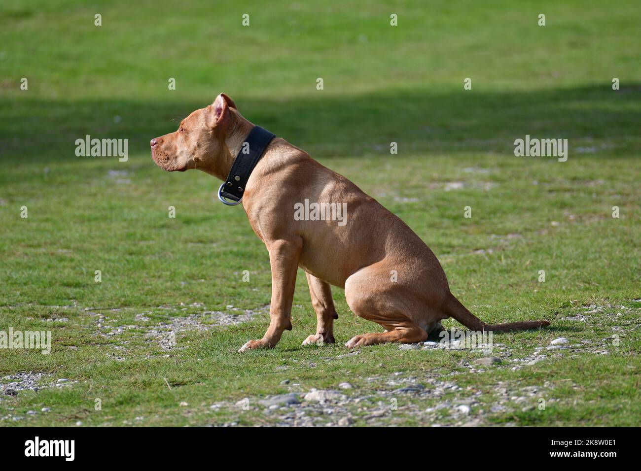 Pit bull cane obbedisce gli ordini del maestro siede ancora Foto Stock