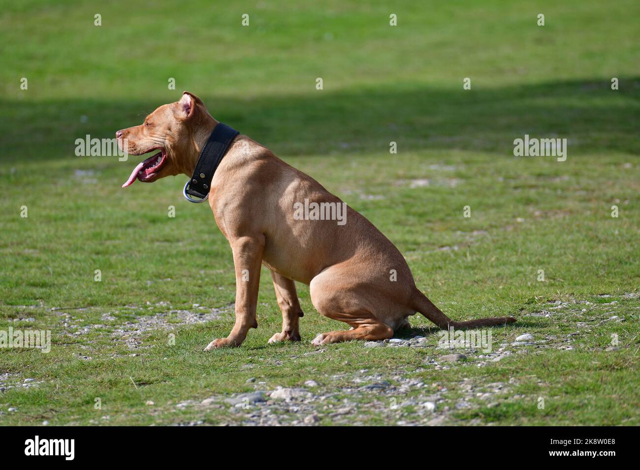 Pit bull cane obbedisce gli ordini del maestro siede ancora Foto Stock