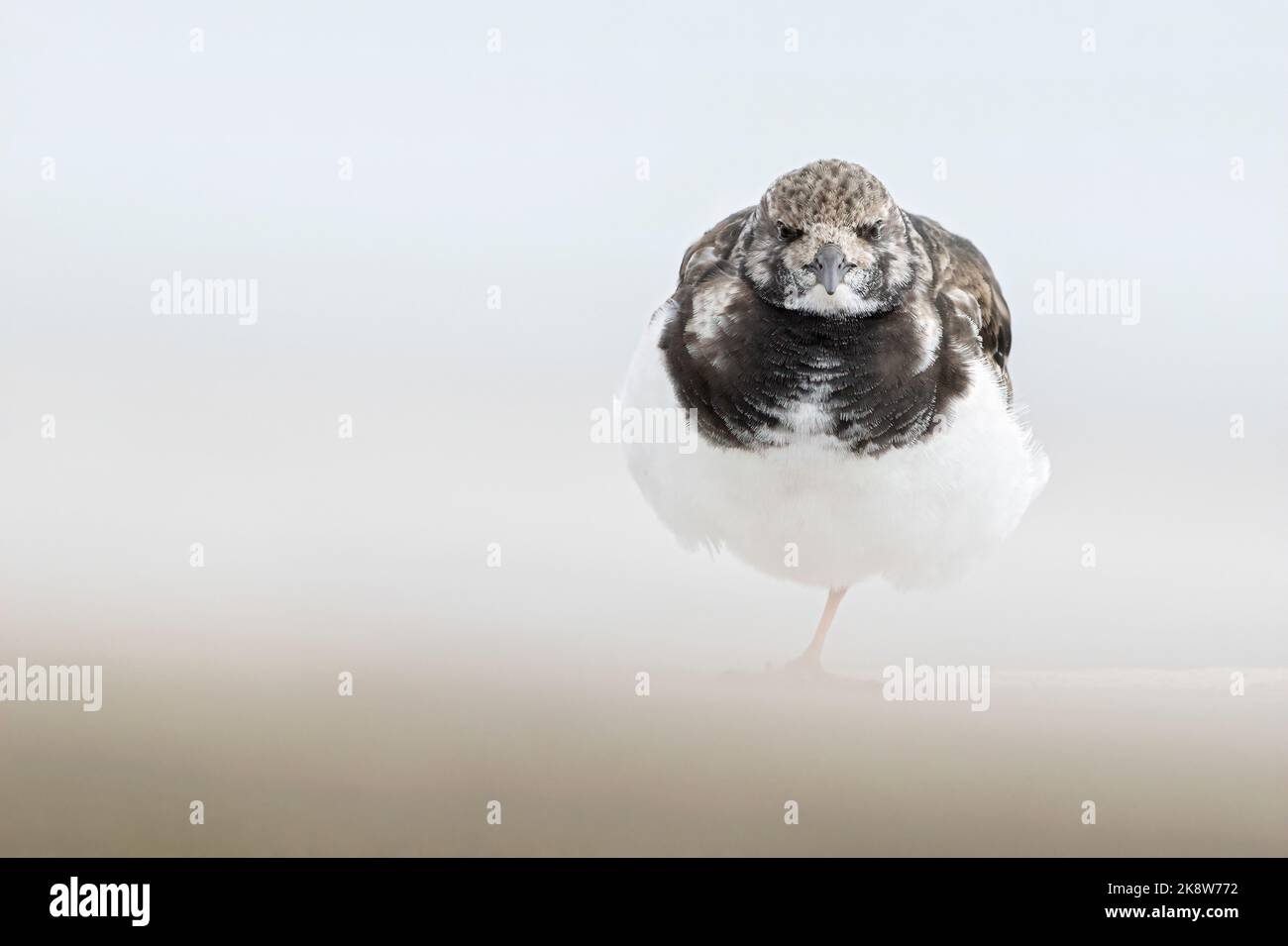 Turnstone, Ruddy Turnstone, Arenaria interpres Adulti uccello piombato non riproduttore in piedi su una gamba su un groyne moncone Norfolk aprile Foto Stock