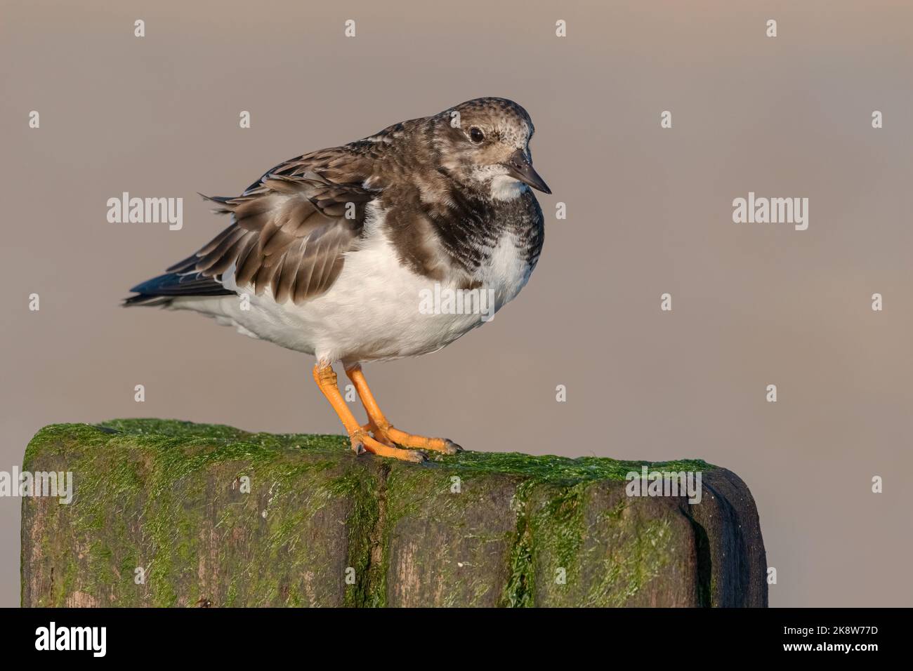 Turnstone, Ruddy Turnstone, Arenaria interpres Adulti uccello piumoso non riproduttore su un groyne stump Norfolk febbraio Foto Stock