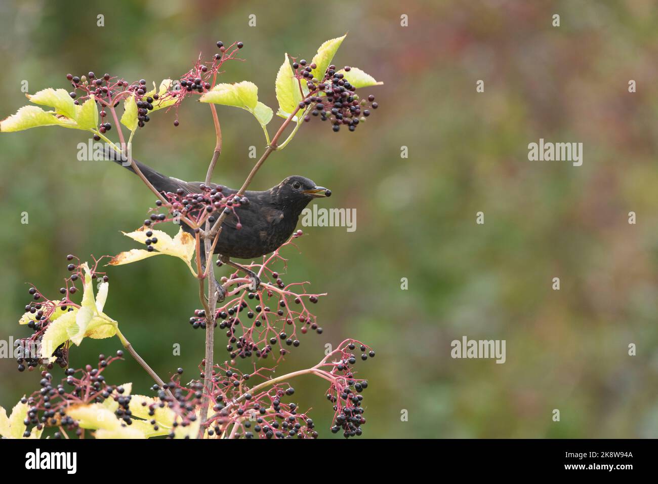 Un giovane adulto maschio Blackbird (Turdus Merula) che si nutrono di Elder Berries (Sambucus Nigra) in autunno Foto Stock
