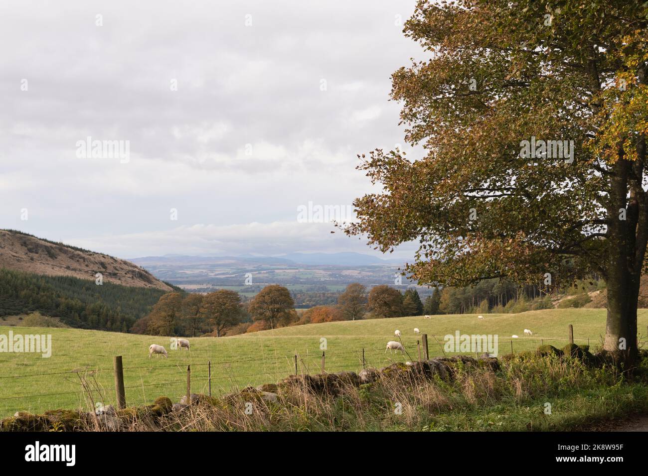 Una veduta autunnale da ballo Woods nelle colline di Sidlaw guardando verso nord-ovest attraverso la campagna verso Coupar Angus e le colline oltre Foto Stock