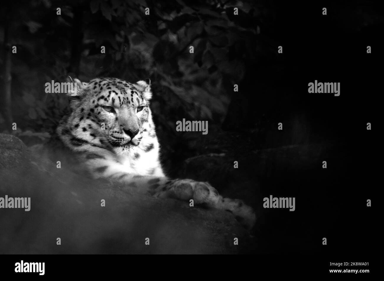 Un Binturong, un binturong artictis, un nativo di Souyth Asia al Longleat House Safari Park. PIC Mike Walker, 2016 Mike Walker Pictures Foto Stock