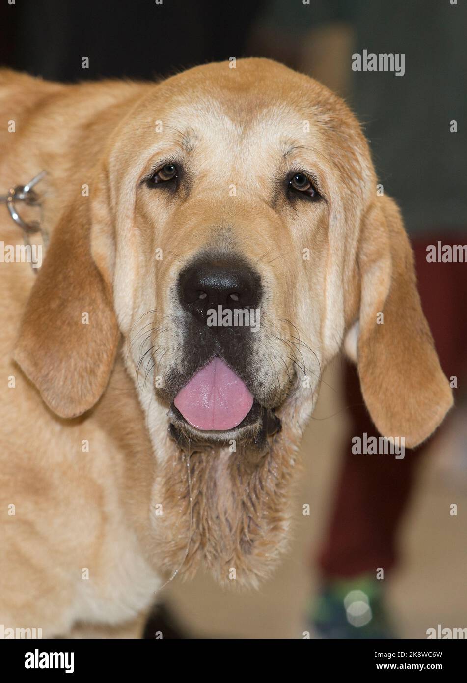 Mastiff spagnolo di razza pura. Dettaglio testa Foto Stock