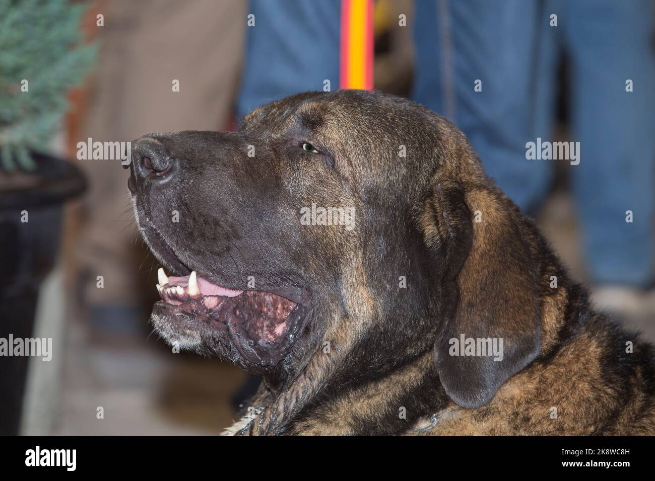 Mastiff spagnolo di razza pura. Dettaglio testa Foto Stock