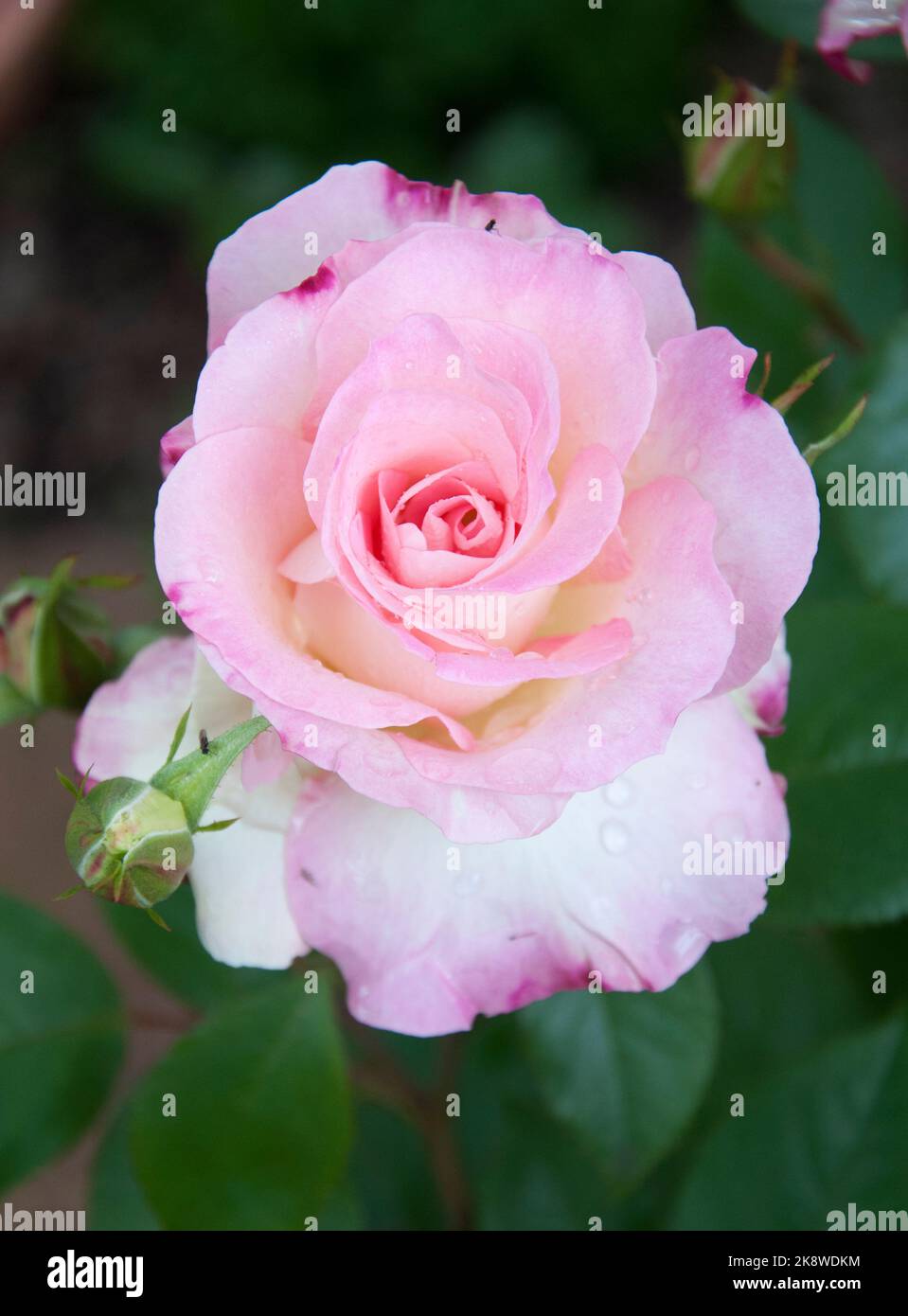 Rosa di iceberg fiorito, Melbourne, Australia, primavera 2022 Foto Stock