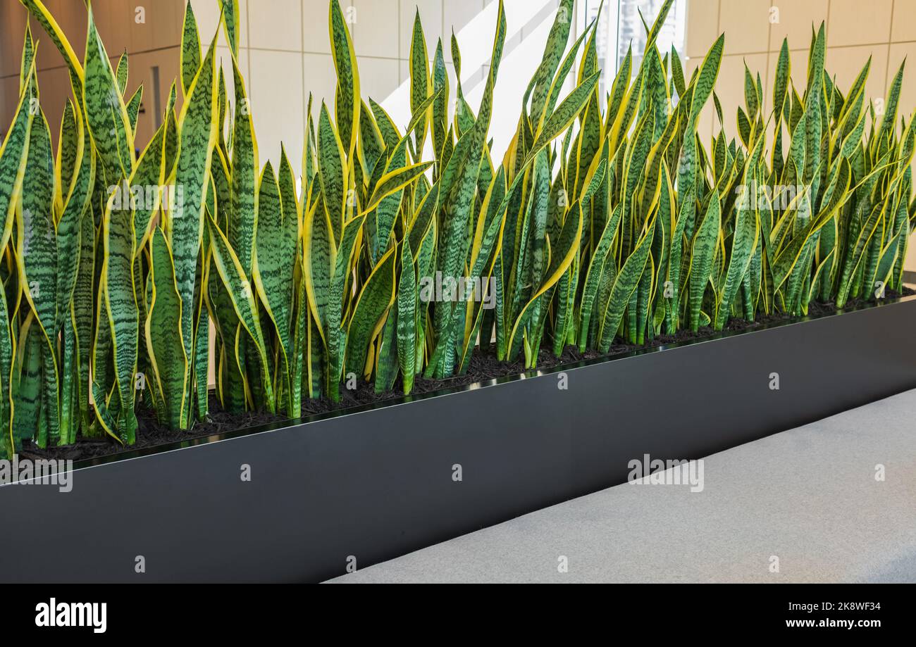 Fotografia interna dell'ingresso degli uffici aziendali lobby con pavimento in cemento e scatole piantatrici con impianti di sanseveria. Bella pianta di sanseveria Foto Stock